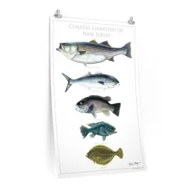 Coastal Gamefish of New Jersey Poster